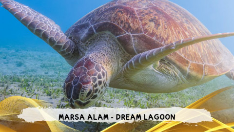 2026 marsa alam da roma dream T IN30