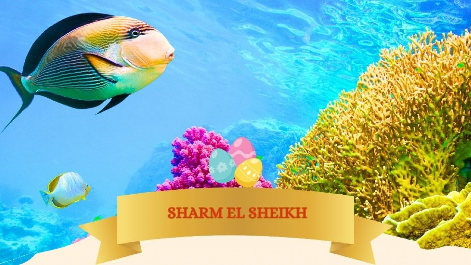 2026 sharm el sheikh T ponti IN30