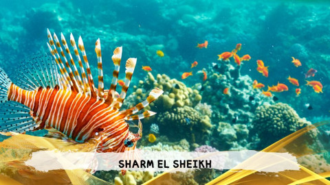 2026 sharm el sheikh da bologna T IN30