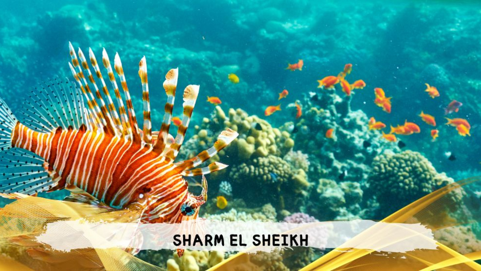 2026 sharm el sheikh da bologna T IN30
