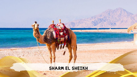 2026 sharm el sheikh da roma queen T IN30